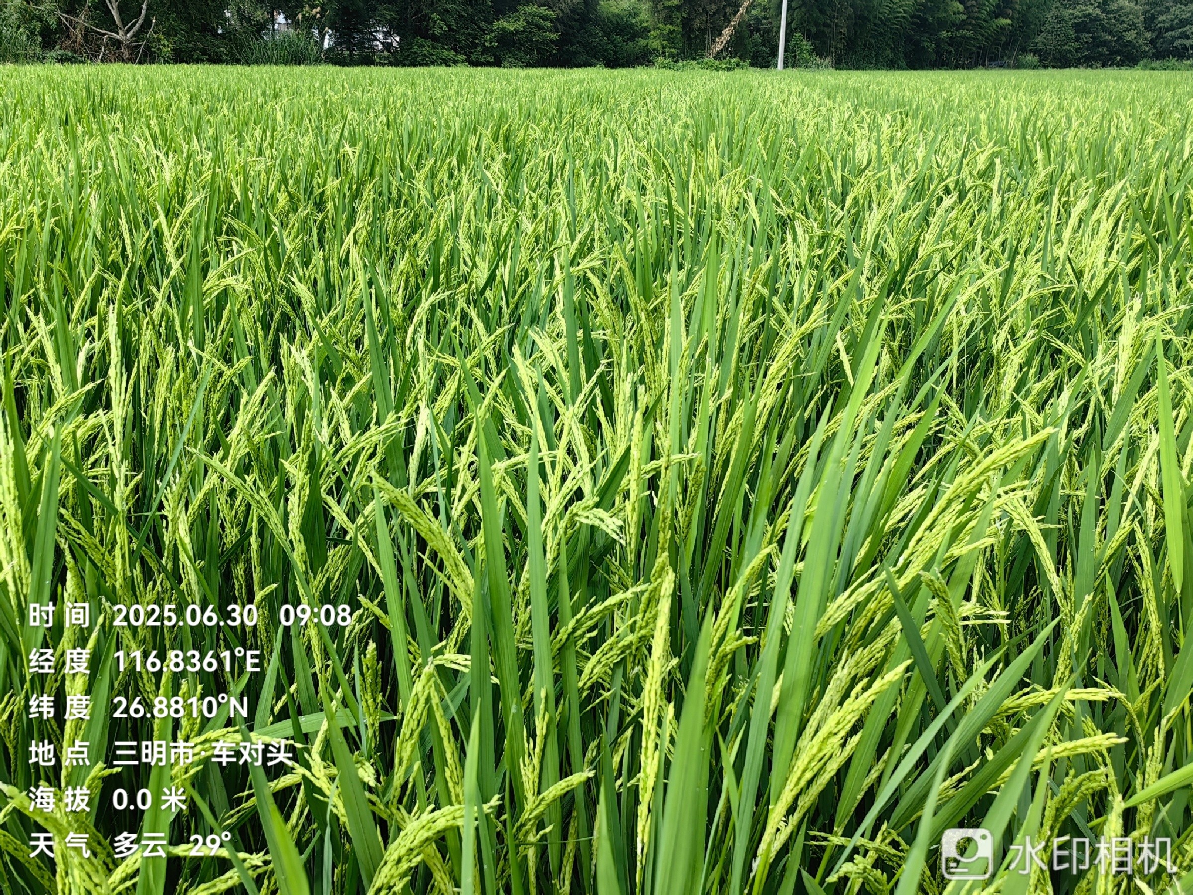 聚焦水稻製種未來，農達赤黴（méi）酸（suān）賦能水稻製種!(圖5)