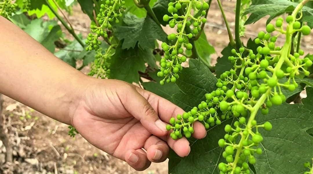 不用費勁疏果！葡萄種植大戶都在用的拉穗塑型產品（pǐn）！(圖1)