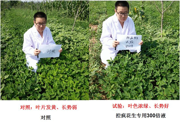 Test Report on Peanut Specialized Products for "Crazy Control"(圖1)