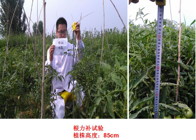 Test Report of Root Force Buchong Fertilization on Tomatoes(圖（tú）2)