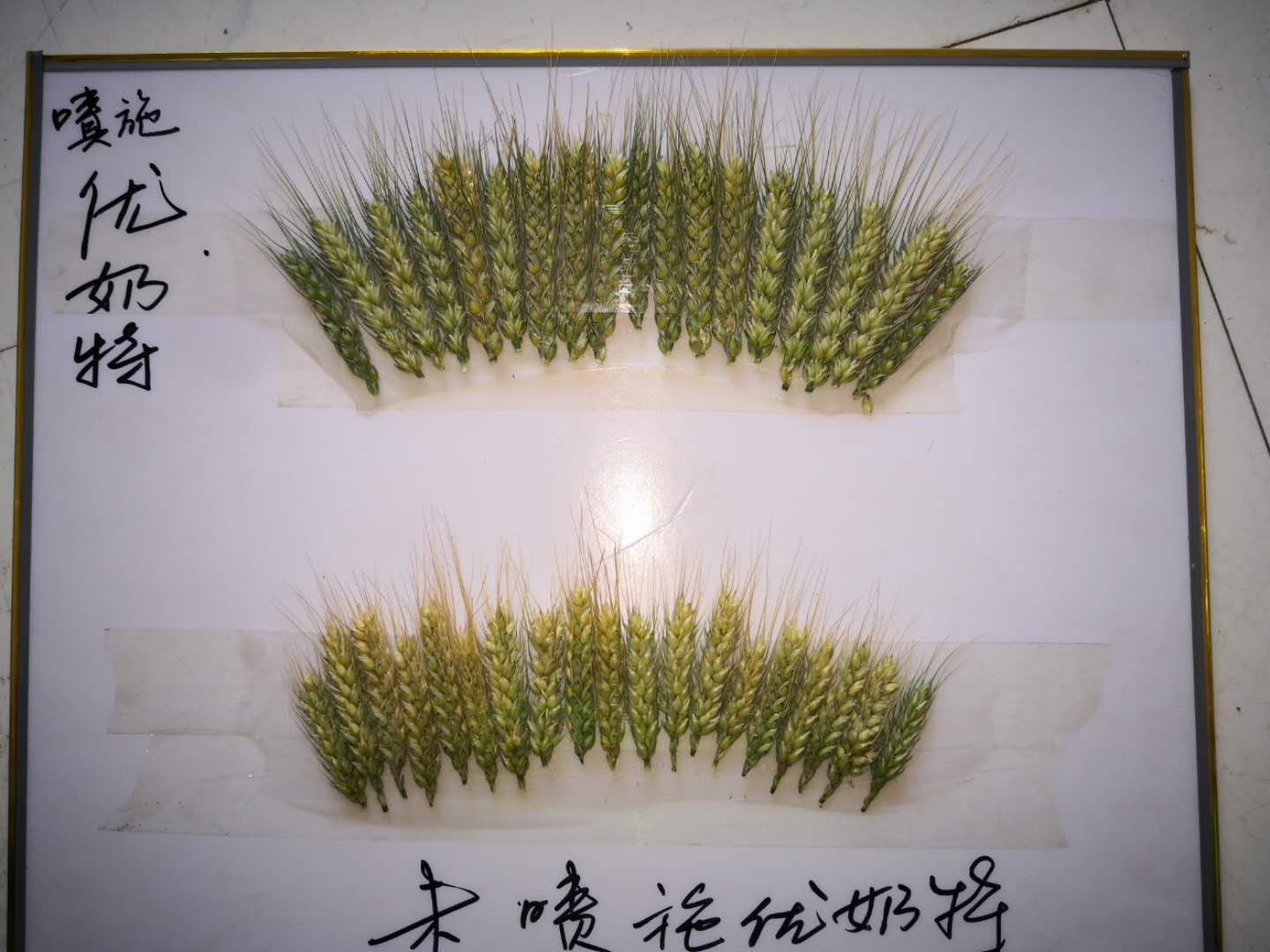 Observation on the Effect of Wheat Yield Increase of Younaite(圖（tú）3)