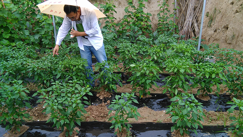 4%赤黴酸乳油在辣椒（jiāo）上的藥效（xiào）試驗(圖2)