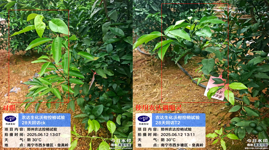 別(bié)人滿樹柑橘大果,自家果子小又花(huā),差距(jù)全在夏天!(圖3) 別人滿樹(shù)柑橘大果,自家果子小又花,差距全在夏天!(圖3)