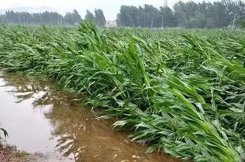 暴雨過後，應做好這些事！(圖2)