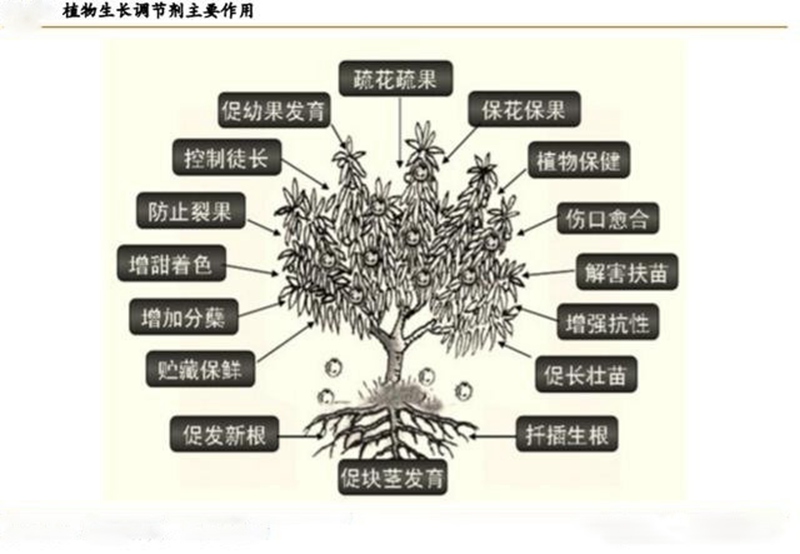 植物生長調（diào）節劑的（de）功效與用法(圖1)